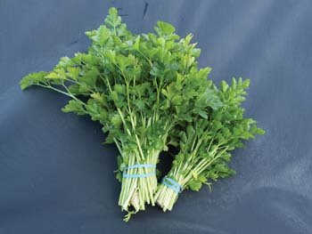 Cutting Leaf Celery (Apium graveolens) Soup Vegetable Herb Seeds