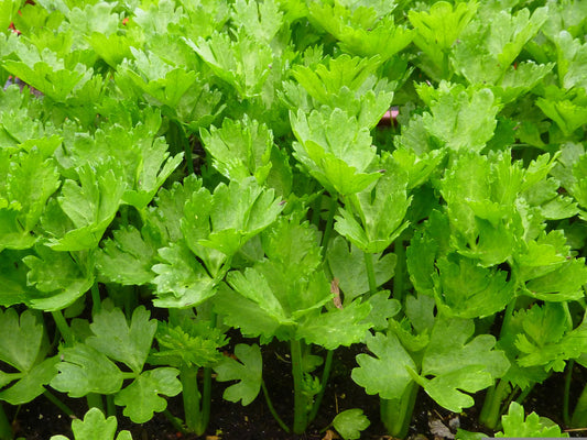 Cutting Leaf Celery Apium Graveolens Soup Vegetable Herb Seeds heirloom non-gmo organic garden seeds