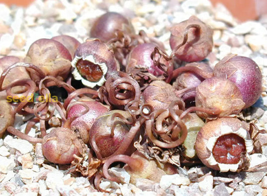 Cyclamen Seeds For Planting: Easy-To-Grow Flower