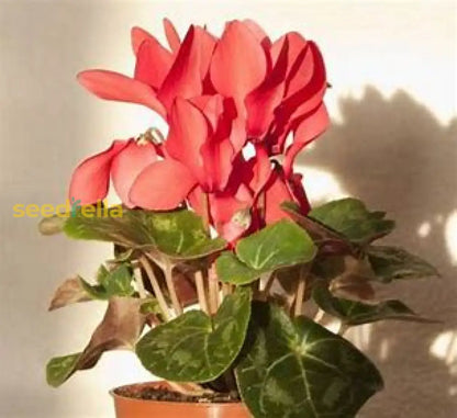 Cyclamen Seeds For Planting: Easy-To-Grow Flower
