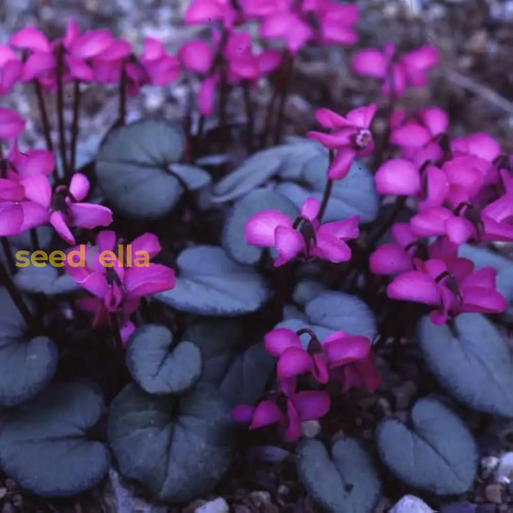Cyclamen Seeds: Violet Flower Planting Seeds