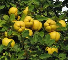 Yellow Cydonia Oblonga Tree Seeds Planting heirloom non-gmo organic garden seeds