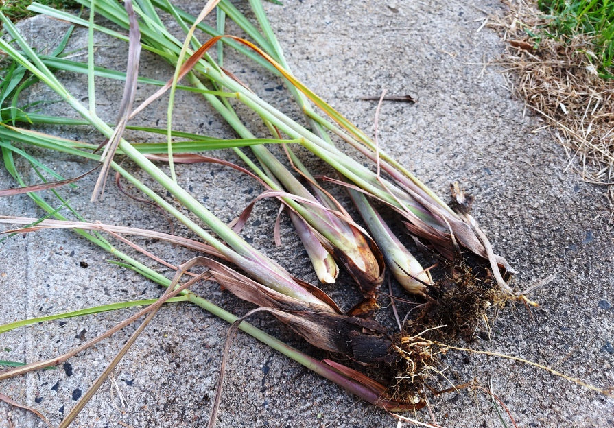 West Indian Lemongrass Seeds (Cymbopogon citratus) – Edible