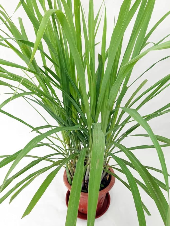 Lemongrass Cymbopogon Citratus Plant Seeds