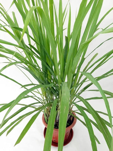 Lemongrass Cymbopogon Citratus Plant Seeds