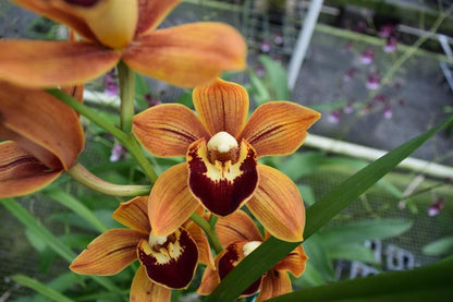 Cymbidium Orchid Flower Seeds