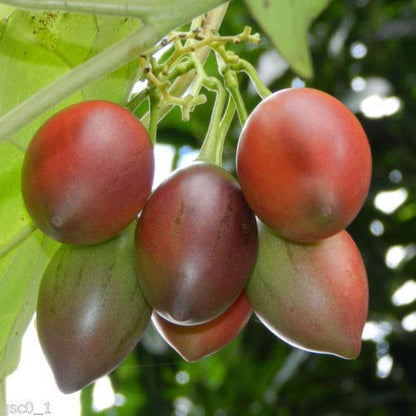 Tamarillo / Tree Tomato (Cyphomandra Betacea) Fruit Tree Seeds