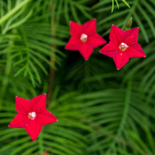 Ipomea Quamoclit Flower Seeds