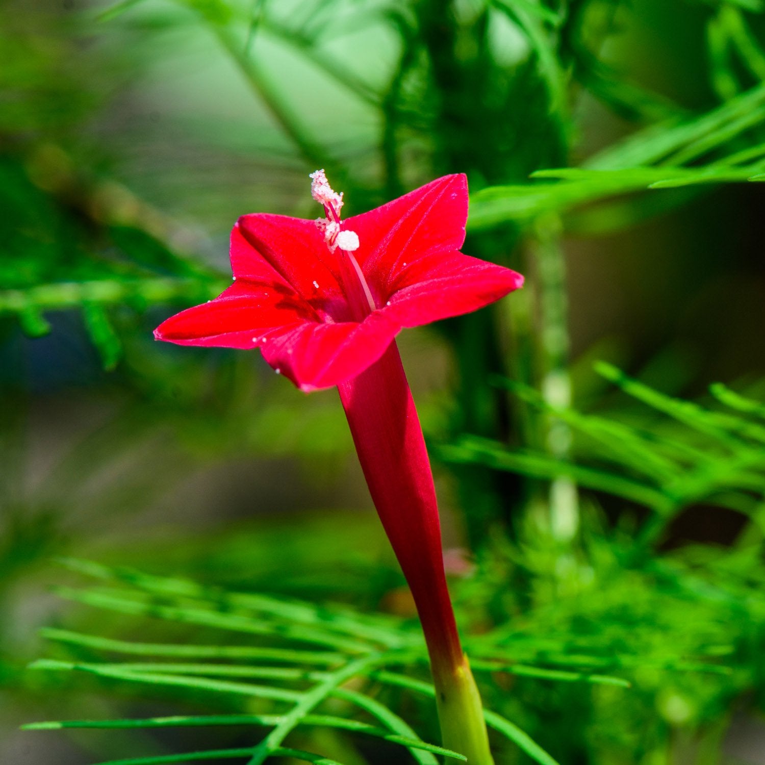 planting cardinal climber seeds Cardinal Climber Flower Seeds for Planting – Heirloom, Non-GMO, Fast-G – Pure Asia Seeds