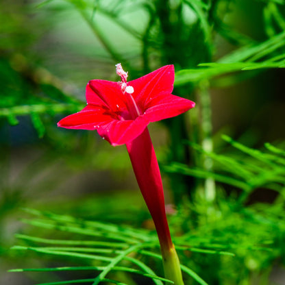 Cardinal Climber Flower Seeds