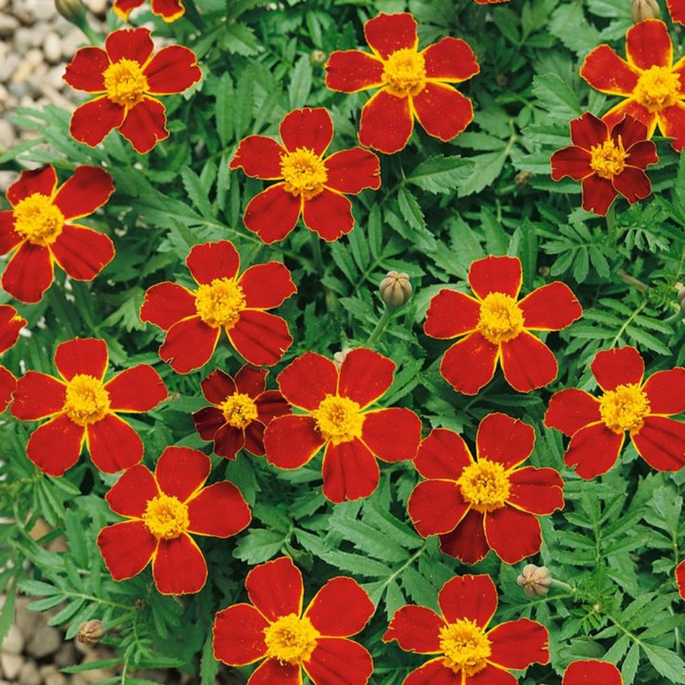 French Marigold 'Disco Red' – Bold & Vibrant Garden Flower