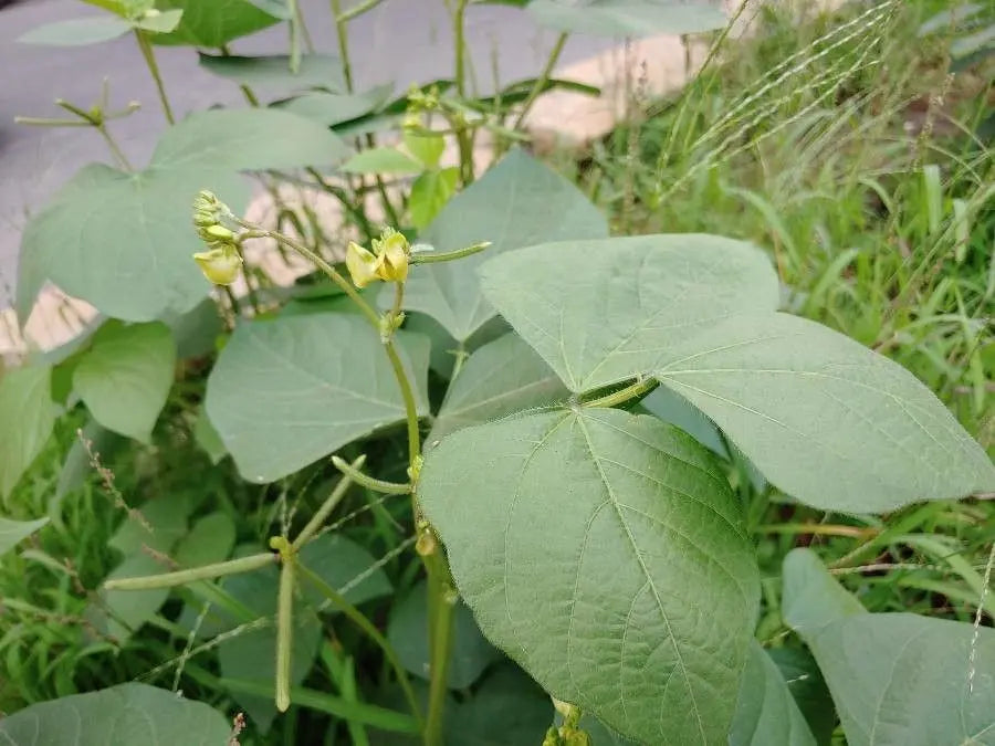 Mung Bean Vegetable Seeds
