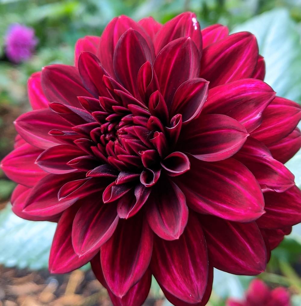 Semillas de flores de dalia Karma Choc