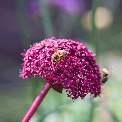 Semi di Erba di Angelica Gigas