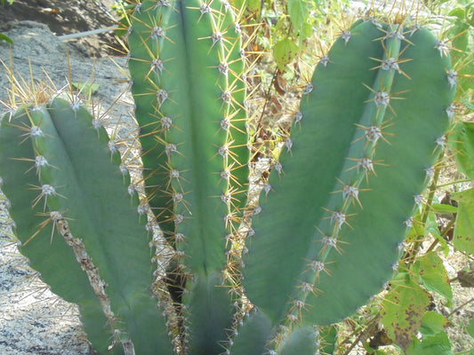 Cereus hildmannianus Plant Seeds for Planting – Heirloom, Non-GMO, Cactus Variety