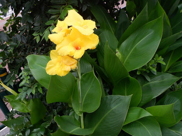 Yellow Achira Flower seeds for Planting - Wildflower Mix, Heirloom & GMO Free Seeds for Home Garden