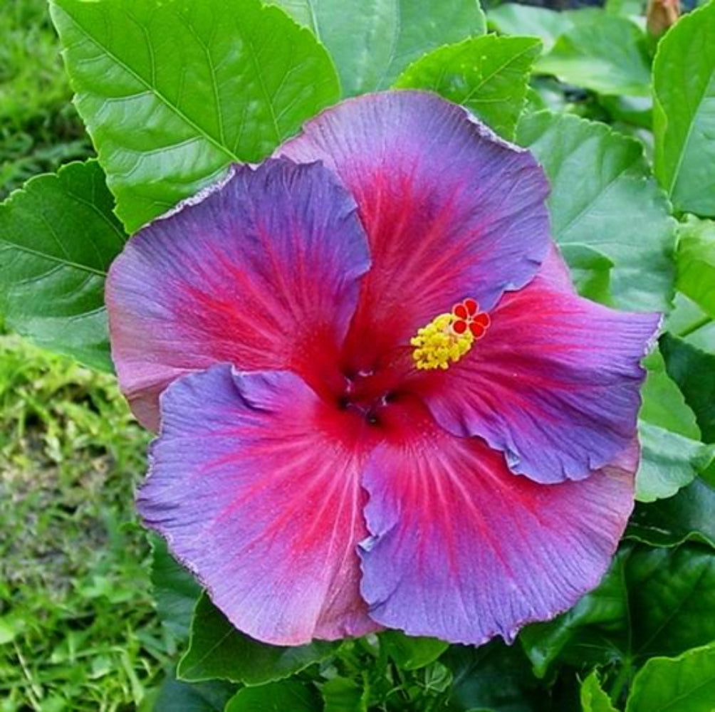 Pink Purple & Blue Hibiscus Flower Seeds