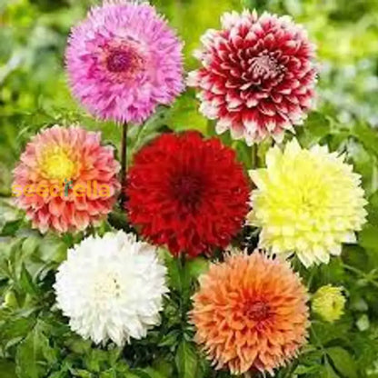 Dahlia Flower Seeds For Planting | Premium Vibrant Blooms