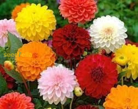 Dahlia Flower Seeds For Planting | Premium Vibrant Blooms