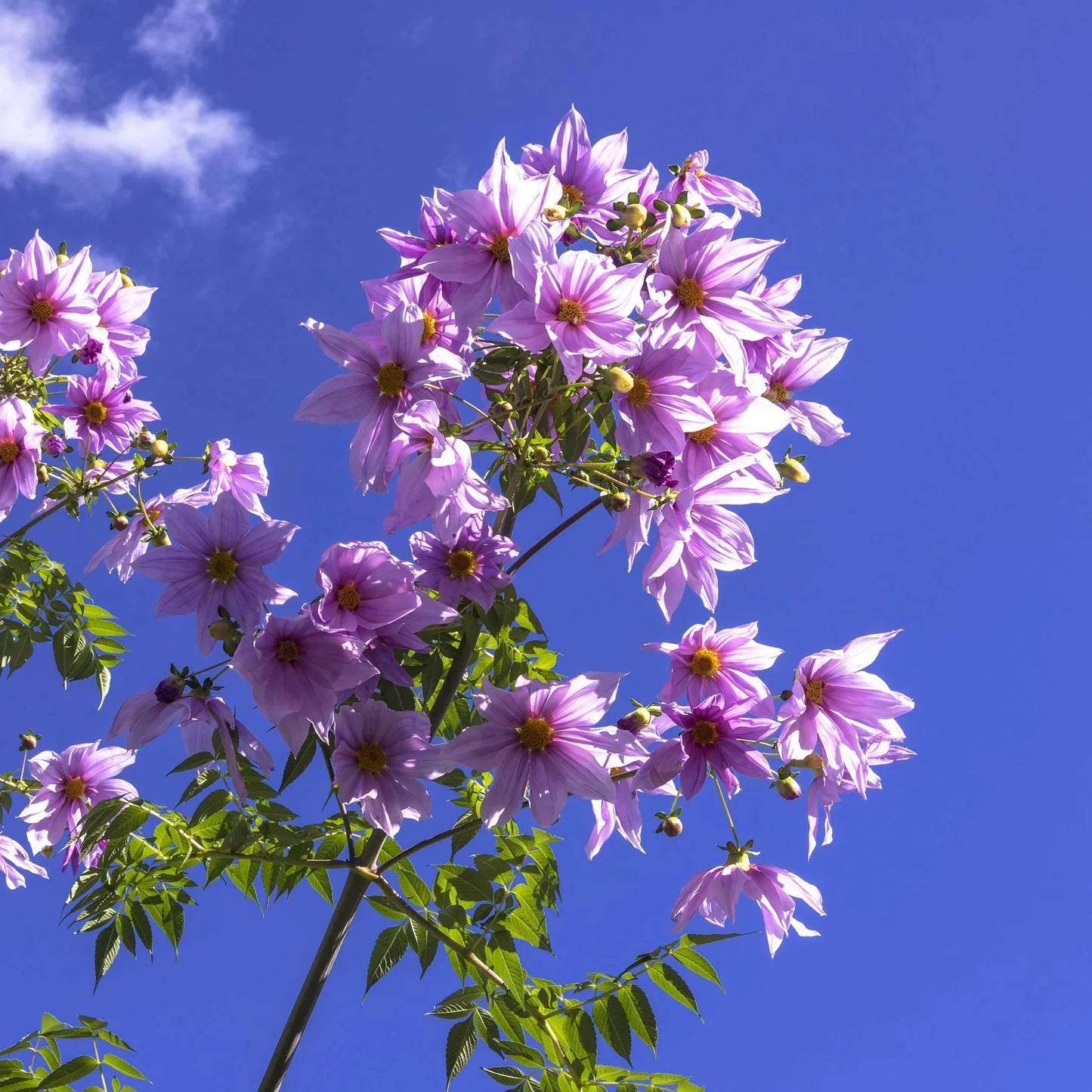 Dahlia Imperialis Flower Seeds
