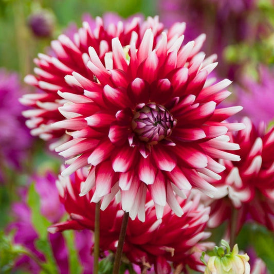 Cactus Dahlia Flower Seeds
