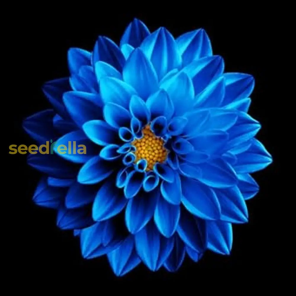 Dahlia Seeds  Bright & Beautiful Flowers For Summer Gardens Flower