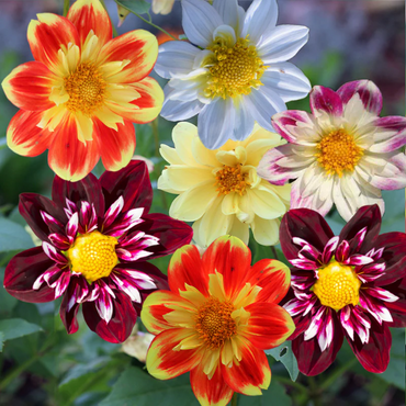 Collarette Dahlia Flower Seeds
