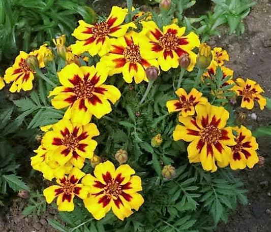 Dainty Marietta French Marigold Tagetes Patula Red & Yellow Flower Seeds heirloom non-gmo organic garden seeds