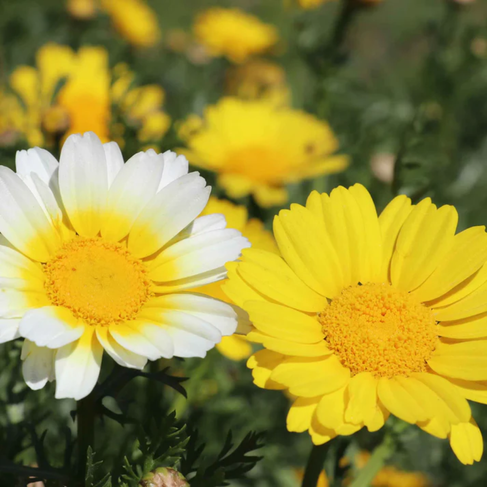 Garland Chrysanthemum Flower Seeds