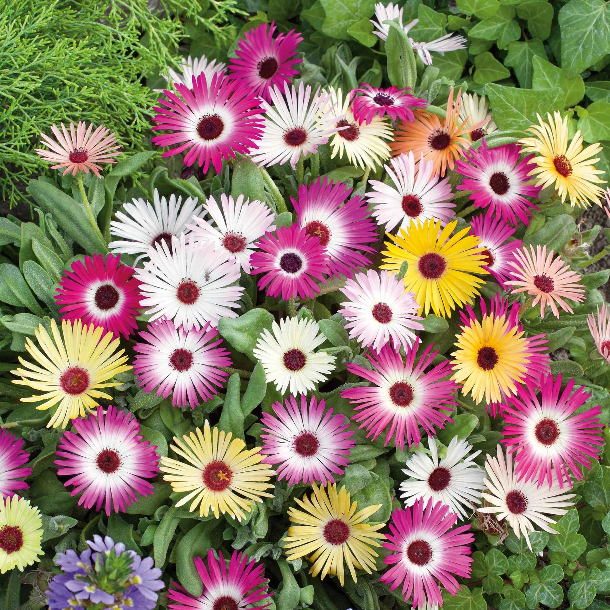 planting livingstone daisy seeds Livingstone Daisy Flower Seeds for Planting – Heirloom, Non-GMO, Easy – Pure Asia Seeds
