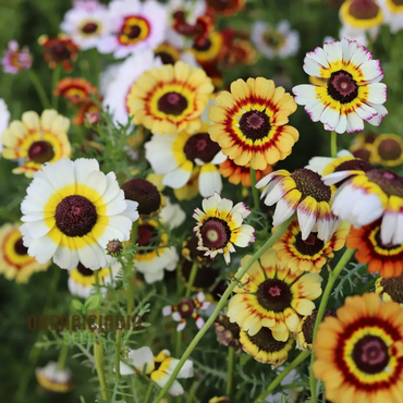 Painted Daisy Flower Seeds