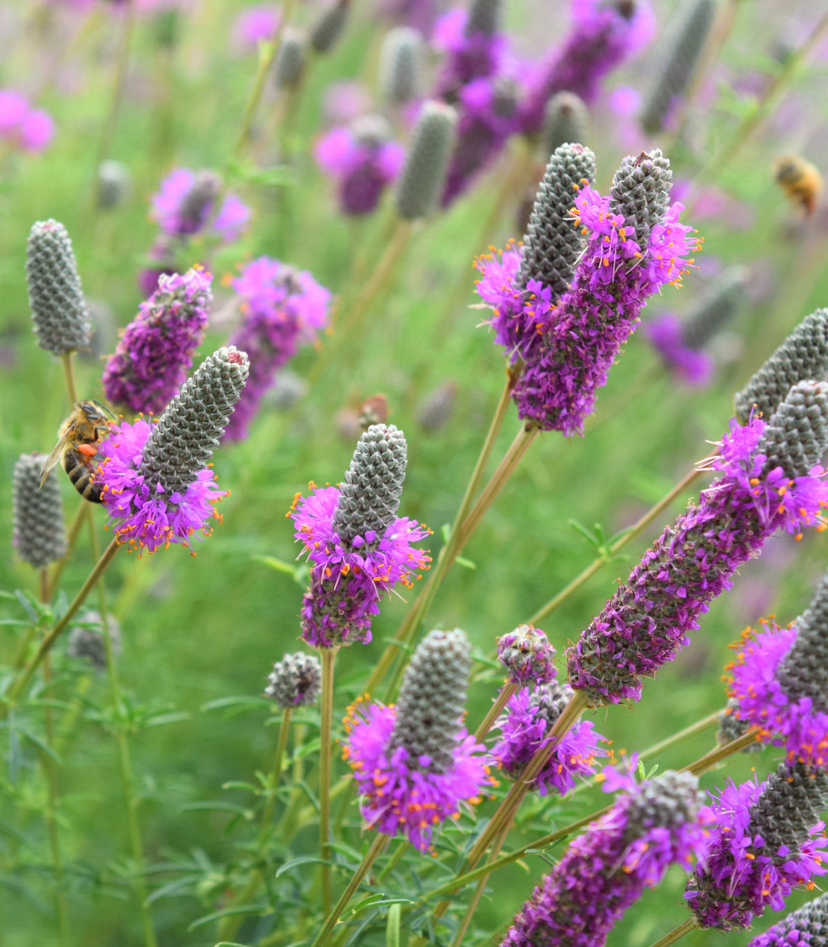 Dalea (Dalea Purpurea) seeds for planting in home garden