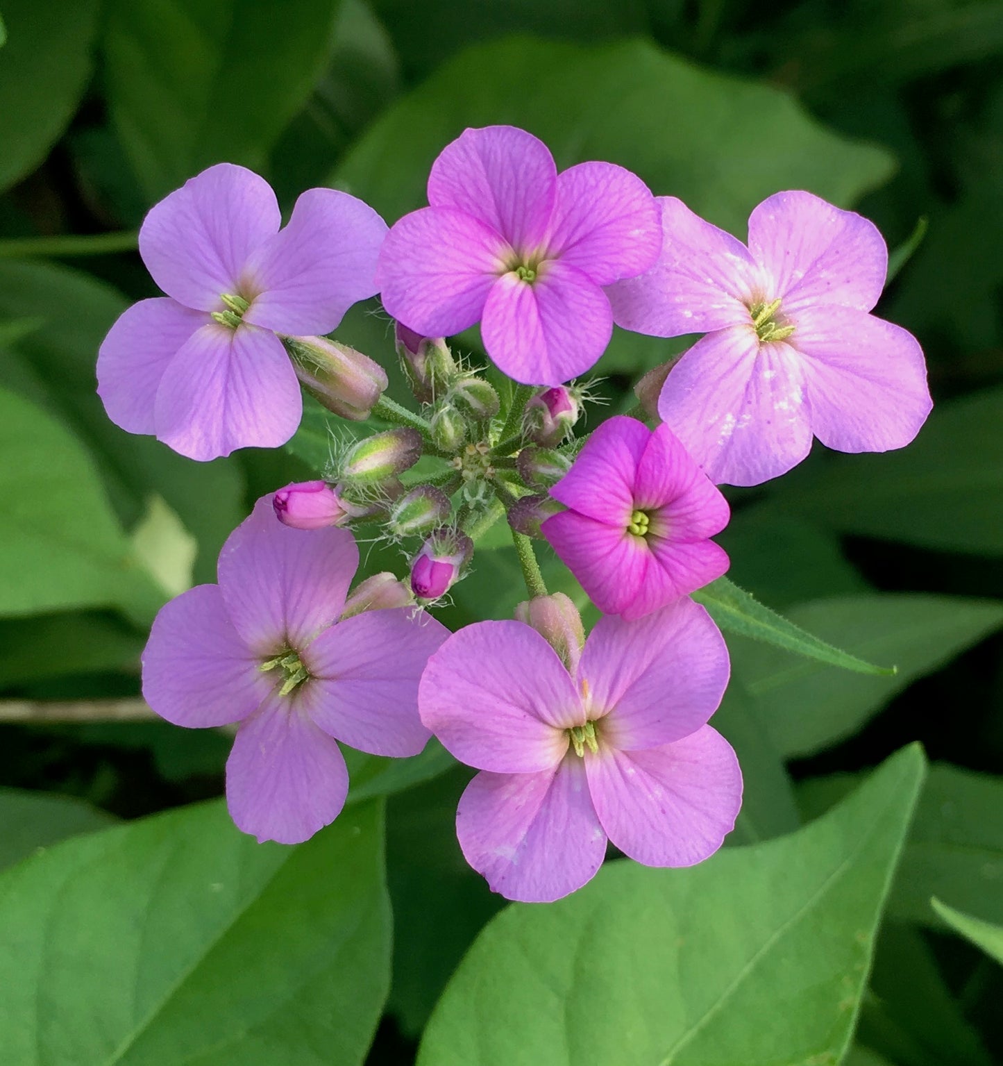 Dame's Rocket Flower Seeds