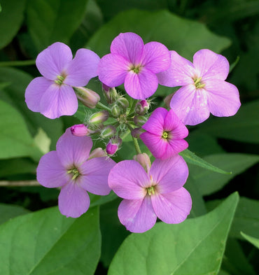 Dame's Rocket Flower Seeds