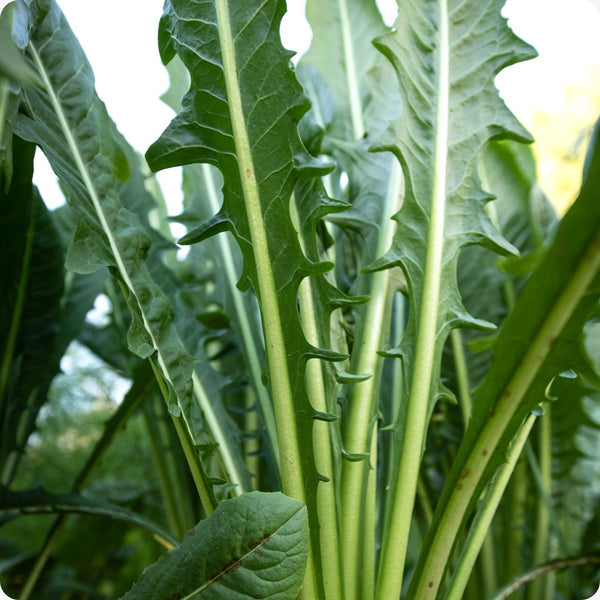 Dandelion Seeds Italian Taraxacum Officinale heirloom non-gmo organic garden seeds