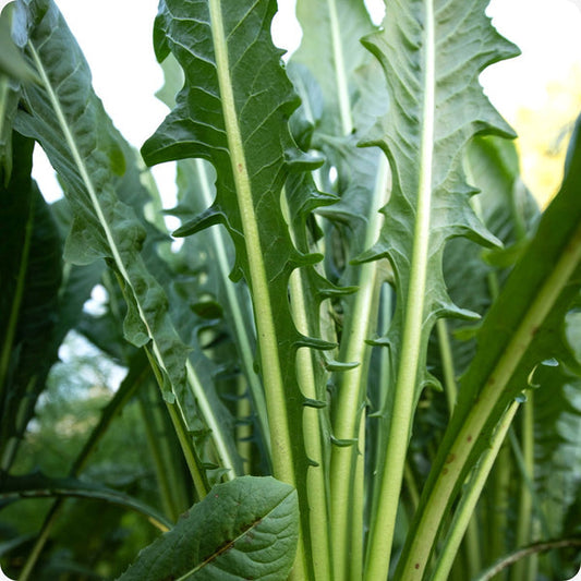 Dandelion Seeds Italian Taraxacum Officinale heirloom non-gmo organic garden seeds