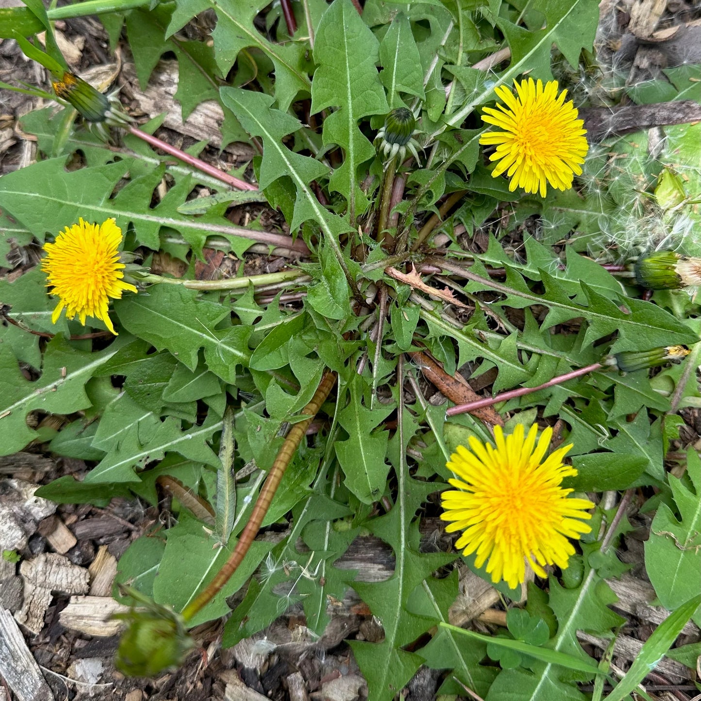 緑色のタンポポの花の種まき用 - 季節の花咲き、伝統種で遺伝子組み換えなしの家庭菜園用種子