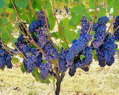 Dark Blue Grape Fruit Seeds - Ideal for Planting