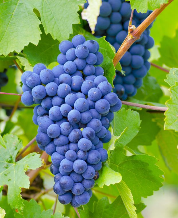 Dark Blue Grape Fruit Seeds Ideal For Planting heirloom non-gmo organic garden seeds