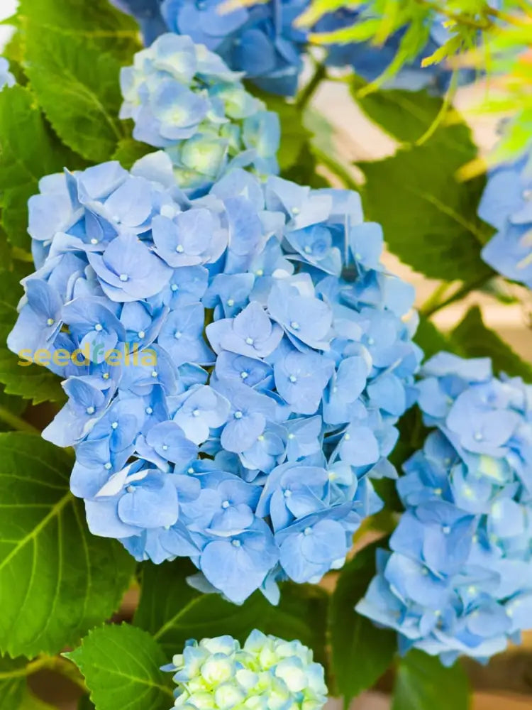 Dark Blue Hydrangea Seeds For Vibrant Flower Planting