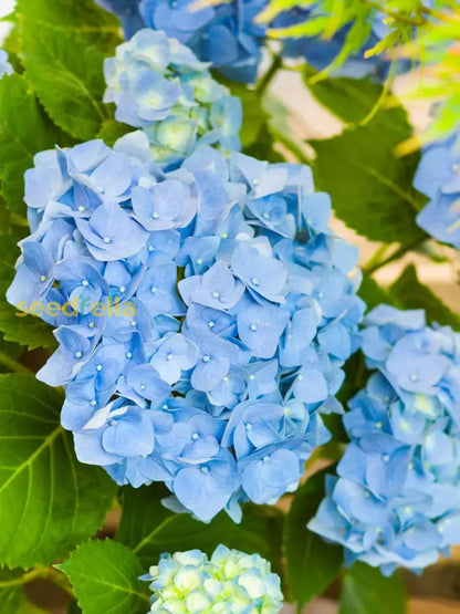Dark Blue Hydrangea Seeds For Vibrant Flower Planting