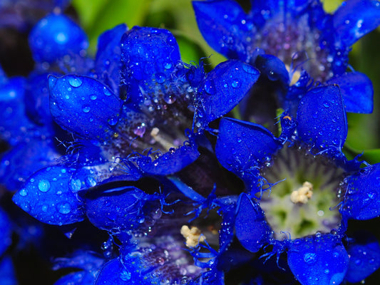 Dark Blue Nikita Gentian Gentiana Dahurica Siberian Flower Herb Seeds heirloom non-gmo organic garden seeds