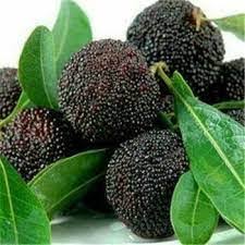 Dark Brown Arbutus Fruit Seeds Perennial Garden Planting heirloom non-gmo organic garden seeds