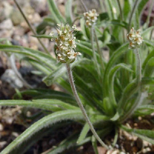 Dark French Psyllium Plantago Psyllium Herb Flower Flea Seeds heirloom non-gmo organic garden seeds