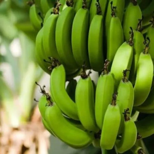 Dark Green Banana Fruit Seeds For Planting Grow Your Own Tropical Bananas heirloom non-gmo organic garden seeds