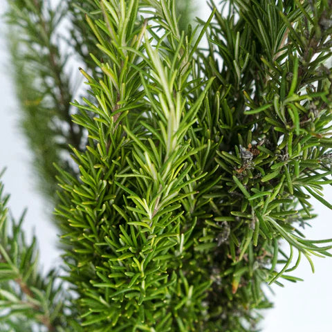 Dark Green Rosemary Seeds For Planting Premium Culinary Herb Seeds heirloom non-gmo organic garden seeds