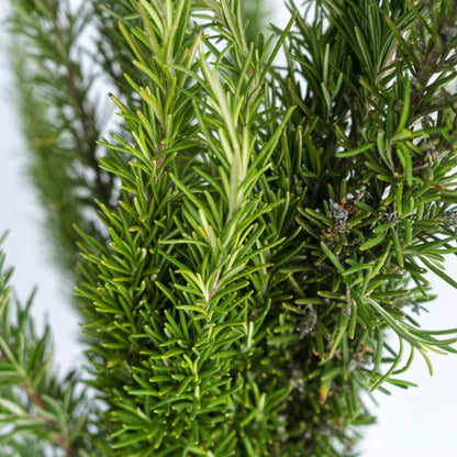 Dark Green Rosemary Seeds For Planting Premium Culinary Herb Seeds heirloom non-gmo organic garden seeds