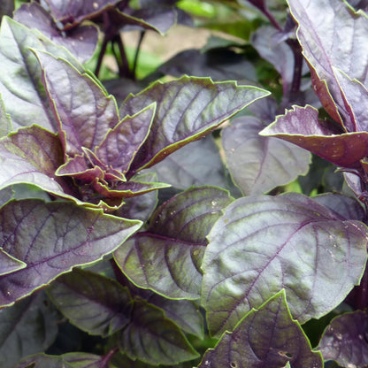 Dark Opal Basil Herb Seeds