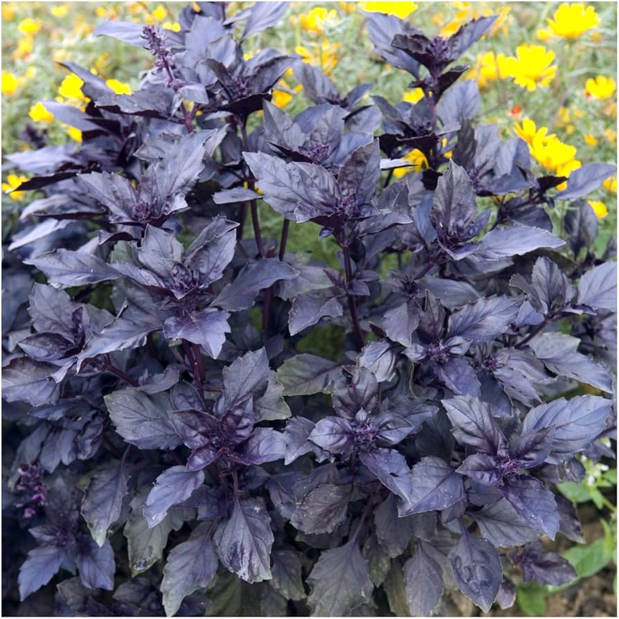 Dark Opal Basil (Ocimum basilicum) Purple Ruffles Herb Flower Seeds