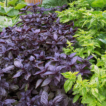 Dark Opal Basil (Ocimum basilicum) Purple Ruffles Herb Flower Seeds